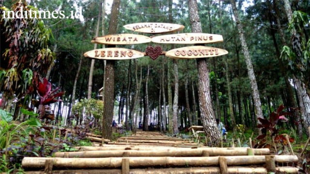 Hutan Pinus Gogoniti: Surga Hijau di Lereng Gunung Wilis